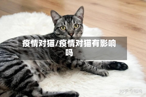 疫情对猫/疫情对猫有影响吗-第3张图片