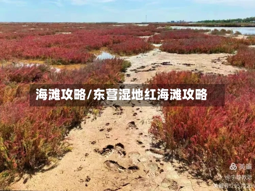 海滩攻略/东营湿地红海滩攻略